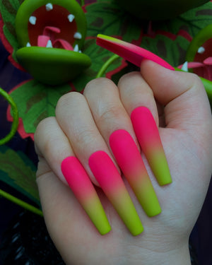 Venus Flytrap