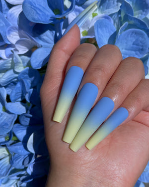 Hydrangea Blue